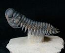 Large Crotalocephalina Trilobite - Flying Prep #16332-6